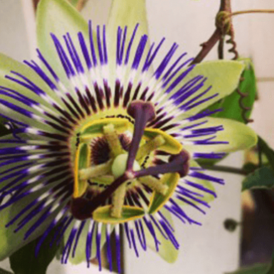 Image for Blog Post - Juniper Flowers moves to Fremont